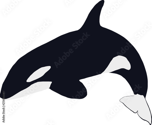 jumping orca, vector illustration