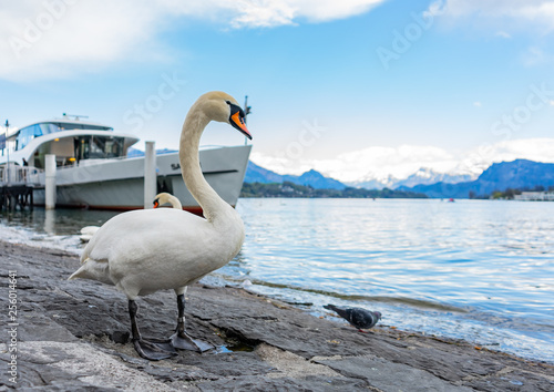 White swan on the bank of  lake Lucerne.