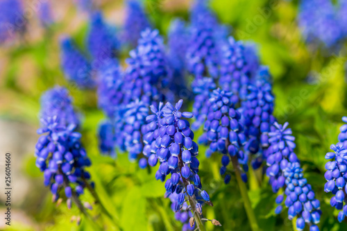 Muscari. Selective focus.Spring flowers muscari - flower natural spring background with blooming spring flower. flowers in sunny day on the flowerbed. wild nature