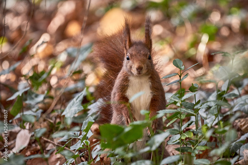 Eurasian red squirrel (Sciurus vulgaris) in the forest looking at the camera © Thomas Marx
