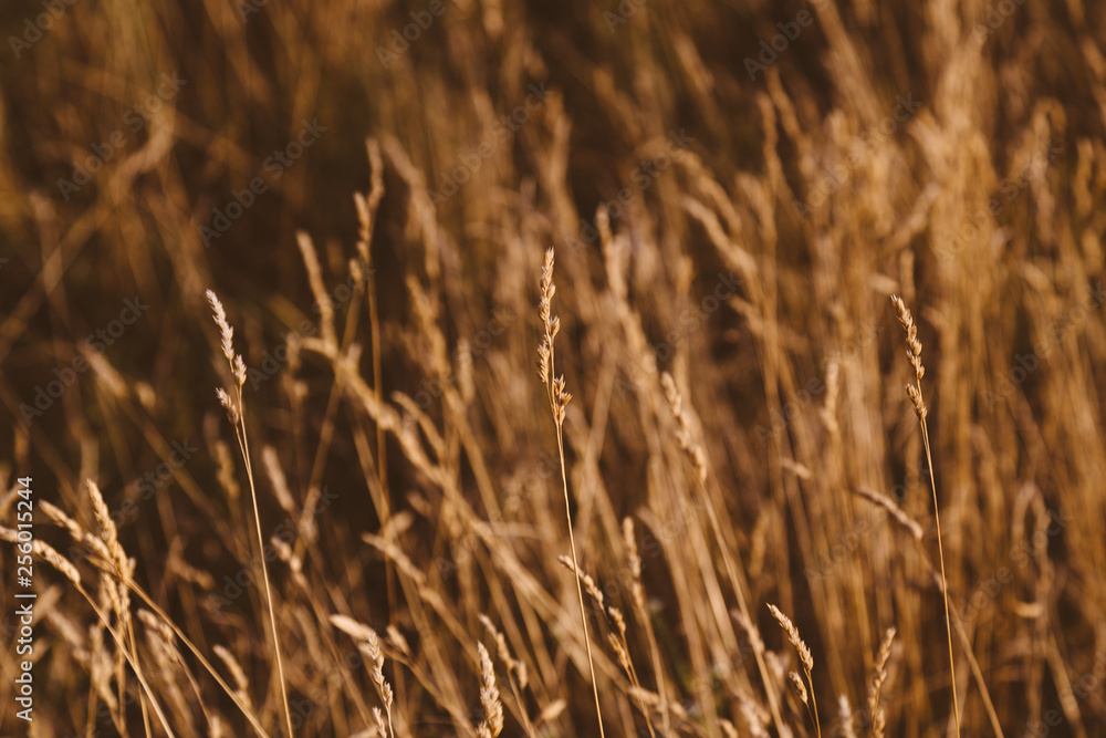 Fototapeta premium Berlin