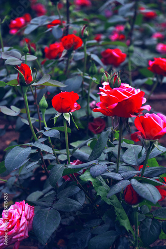 Red roses field