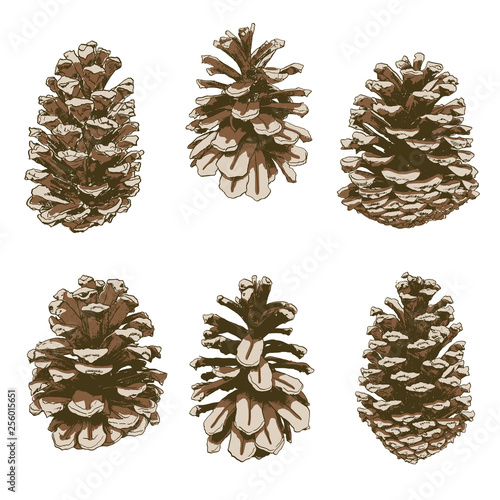 Vector set of detailed Pine cones