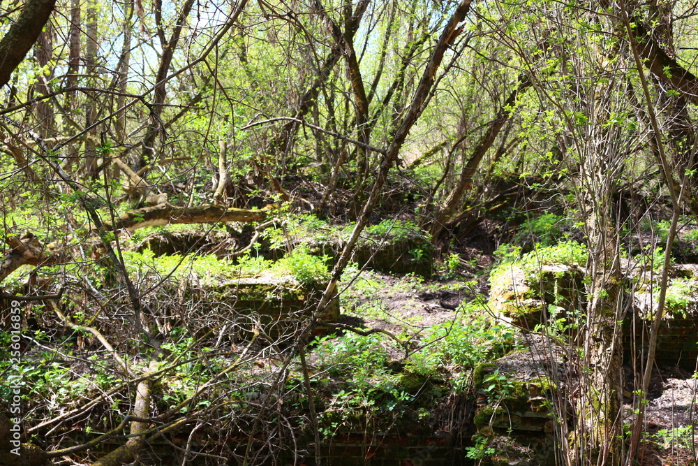 Fototapeta premium spring in ruins