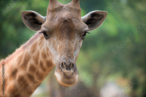 Giraffe looks directly into the camera © Krzysztof Wiktor