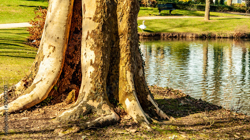 Huge tree trunk with peeling bark on the shore of a pond against water and green grass, a swan, bench in background, sunny winter day at park Proosdij in Meerssen, South Limburg in the Netherlands photo