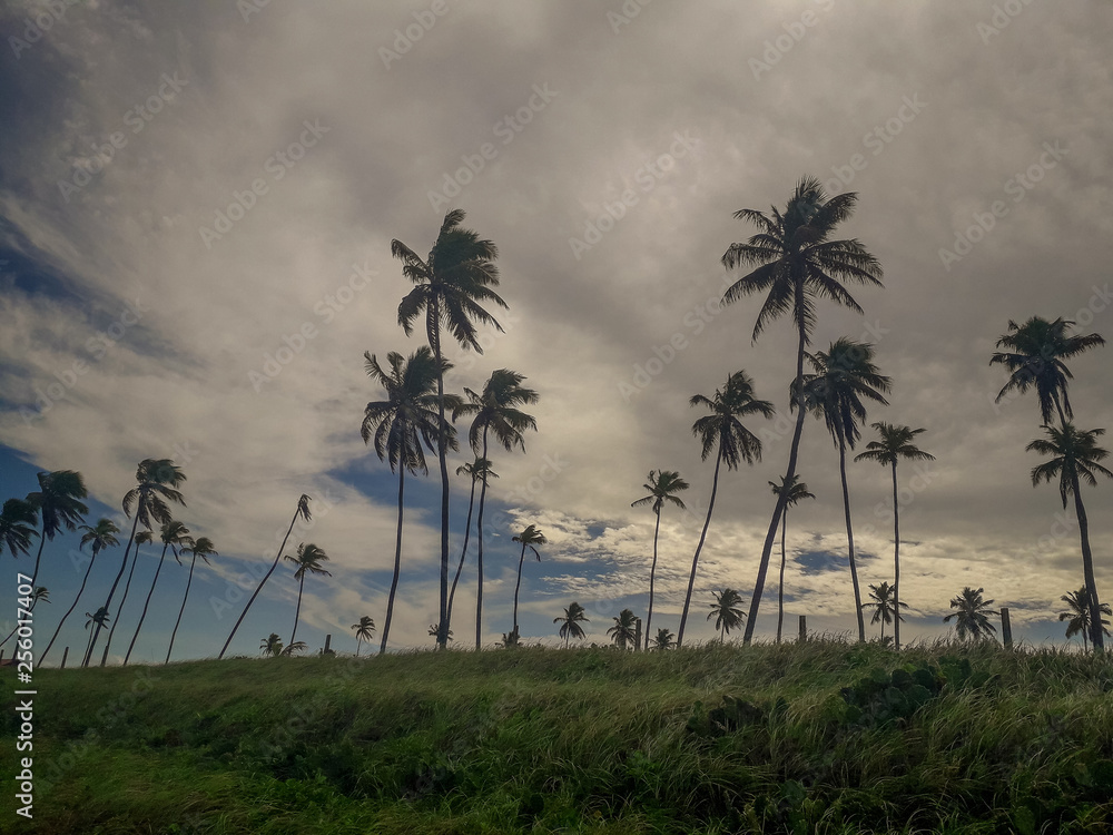 Sun over the tropical beach with coconut palm at Porto de Galinhas, Brazil. Silhouettes of palm trees and amazing cloudy sky on sunset at tropical Beach. Sun over the tropical beach with coconut palm at Porto de Galinhas, Brazil. Silhouettes of palm trees and amazing cloudy sky on sunset at tropical Beach.