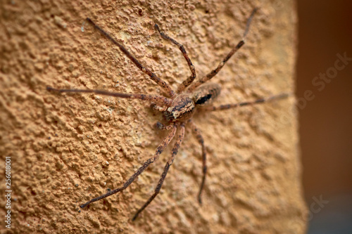 Spider species: Zoropsis spinimana. Family: Zoropsidae. Mediterranean. Like a wolf spider. Spanish tarantula, Catalan. Italy, France, Portugal, Morocco, Algeria, Tunisia Spider (Mediteranean).