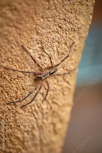 Spider species: Zoropsis spinimana. Family: Zoropsidae. Mediterranean. Like a wolf spider. Spanish tarantula, Catalan. Italy, France, Portugal, Morocco, Algeria, Tunisia Spider (Mediteranean). photo