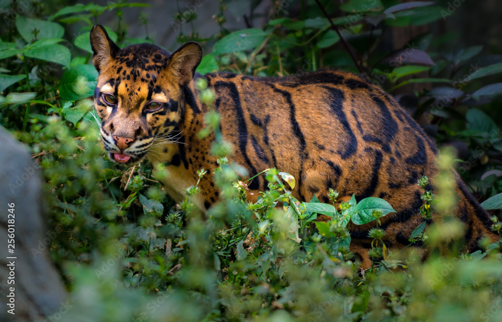 Clouded Leopard Neofelis nebulosa Clouded Leopard Neofelis nebulosa