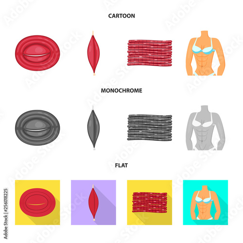Vector design of fiber and muscular logo. Collection of fiber and body  stock symbol for web.