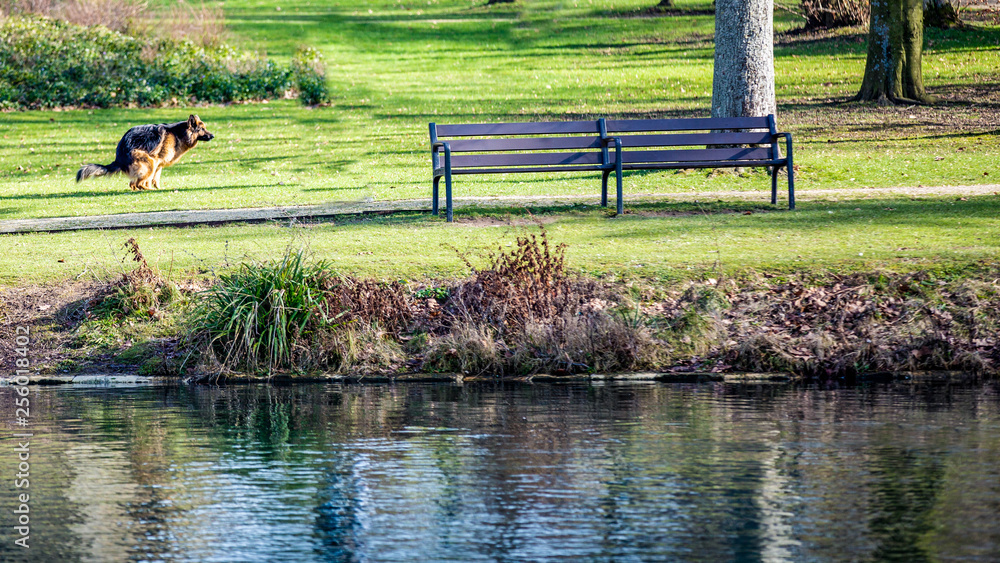 Why Is My Dog Pooping Clear Water