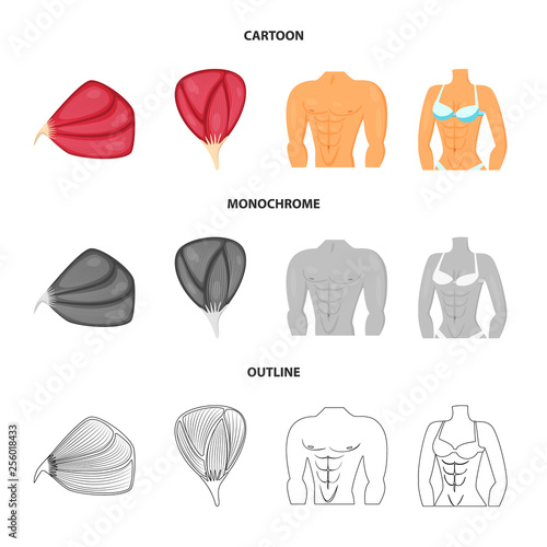 Isolated object of fiber and muscular logo. Set of fiber and body  vector icon for stock.