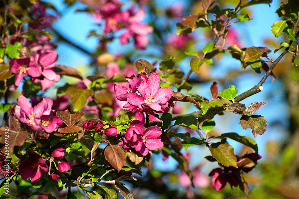 A branch of the apple with flowers on bright blue sky