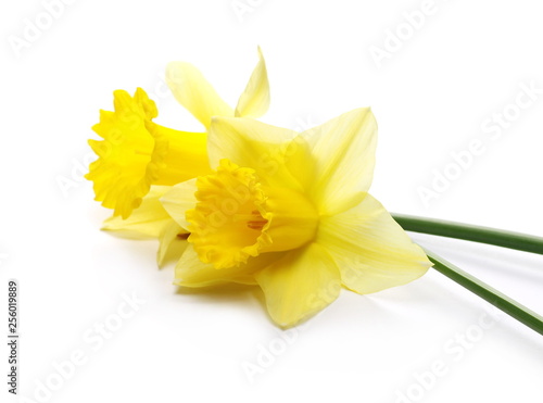 Obraz na plátně Blooming  narcissus flower isolated on white background