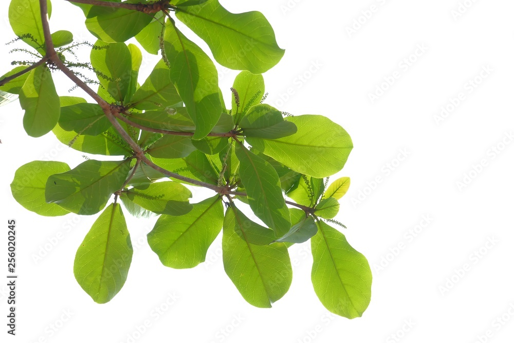 Obraz premium Indian almond tree with branches leaves on white isolated background for green foliage backdrop 