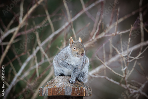 fat grey squirrel sitting on post, soft defocused background of branches