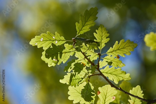 Green Leaves of Spring