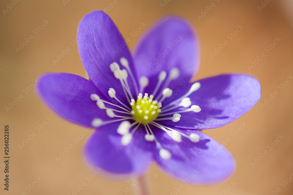 Фотография Anemone hepatica flower close-up