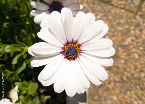 Round white flower with a purple and orange pistil/center