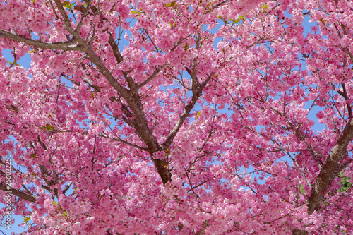 Taiwan cherry blossom season, Wuling Farm, Qianying Garden, blooming cherry blossoms