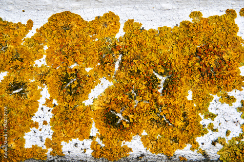 lichen and other plants on grunchy wall photo