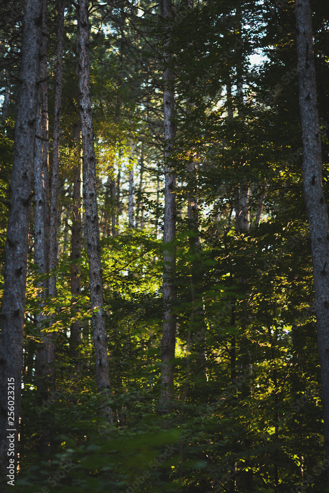 Obraz premium trees in the forest
