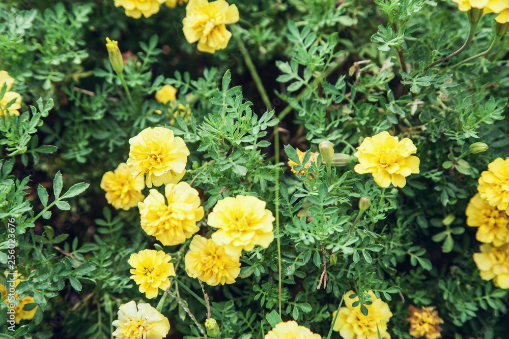 Obraz premium Beautiful view. Yellow flowers in garden. Summer
