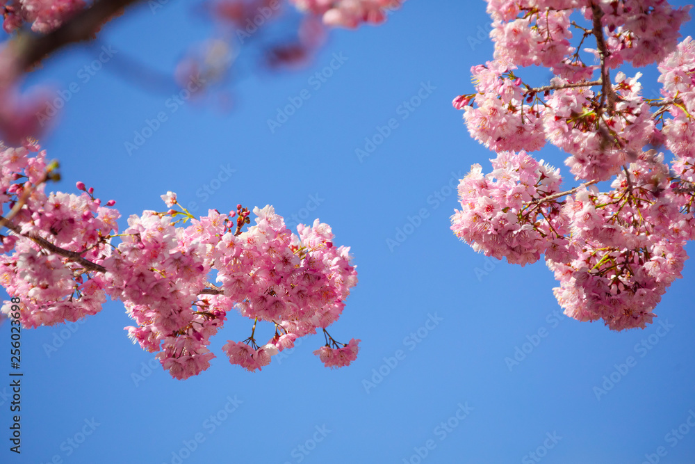 Taiwan cherry blossom season, Wuling Farm, Qianying Garden, blooming cherry blossoms Taiwan cherry blossom season, Wuling Farm, Qianying Garden, blooming cherry blossoms