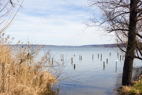 View of reeds on the Ammersee near Munich from the south shore of