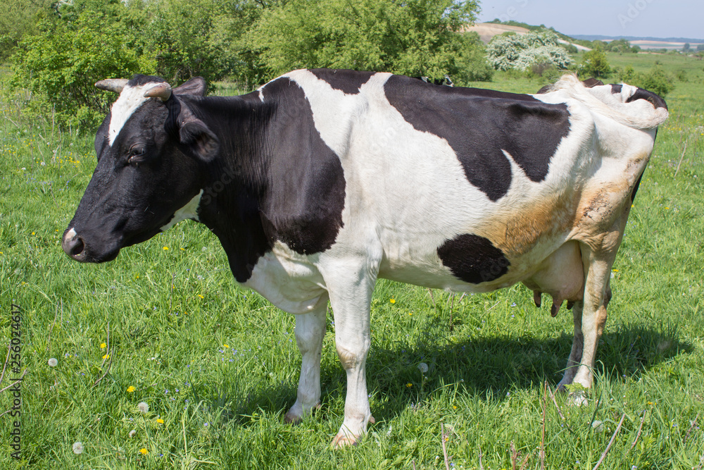 cow stands on the grass,the cow on the pasture stands alone and looks