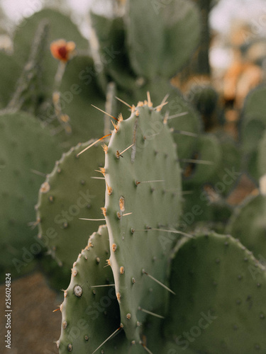 focus photography of cactus photo