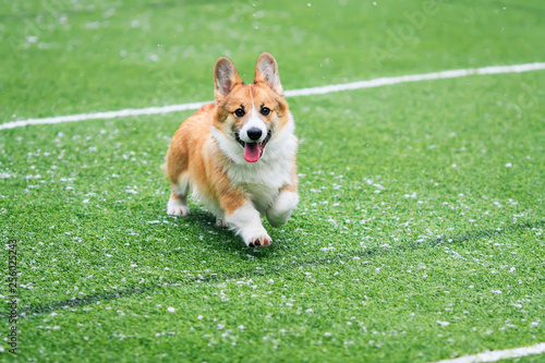 cute little puppy red dog breed Corgi runs around the green football field on the Playground on the streets in the city for a walk during