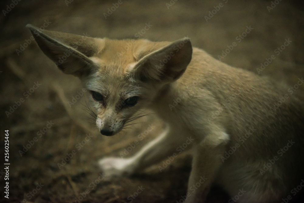 Naklejka premium Fennec Fox Vulpes zerda Close-up shot of a large ears