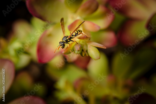 Paper wasp on succulent plant leaves © JDM Photo