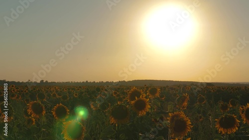 beautiful blooming sunflower field in the rays of beautiful sunrise. agricultural business concept. organic harvest sunflower.