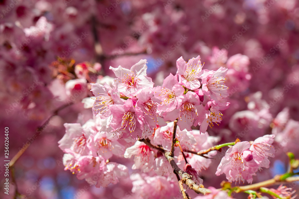 Fototapeta premium Taiwan cherry blossom season, Wuling Farm, Qianying Garden, blooming cherry blossoms