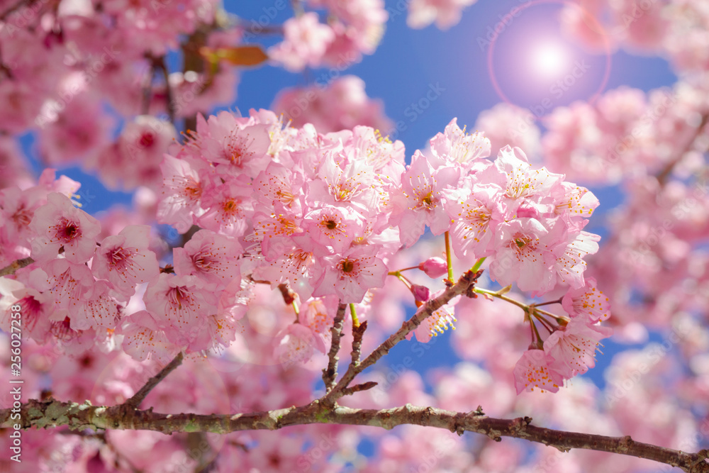 Taiwan cherry blossom season, Wuling Farm, Qianying Garden, blooming cherry blossoms Taiwan cherry blossom season, Wuling Farm, Qianying Garden, blooming cherry blossoms