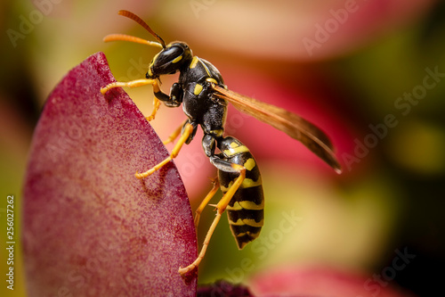 Fényképezés Paper wasp close up