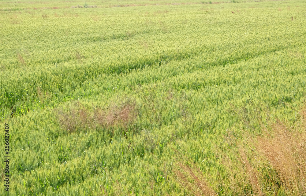 Field of wheat Field of wheat