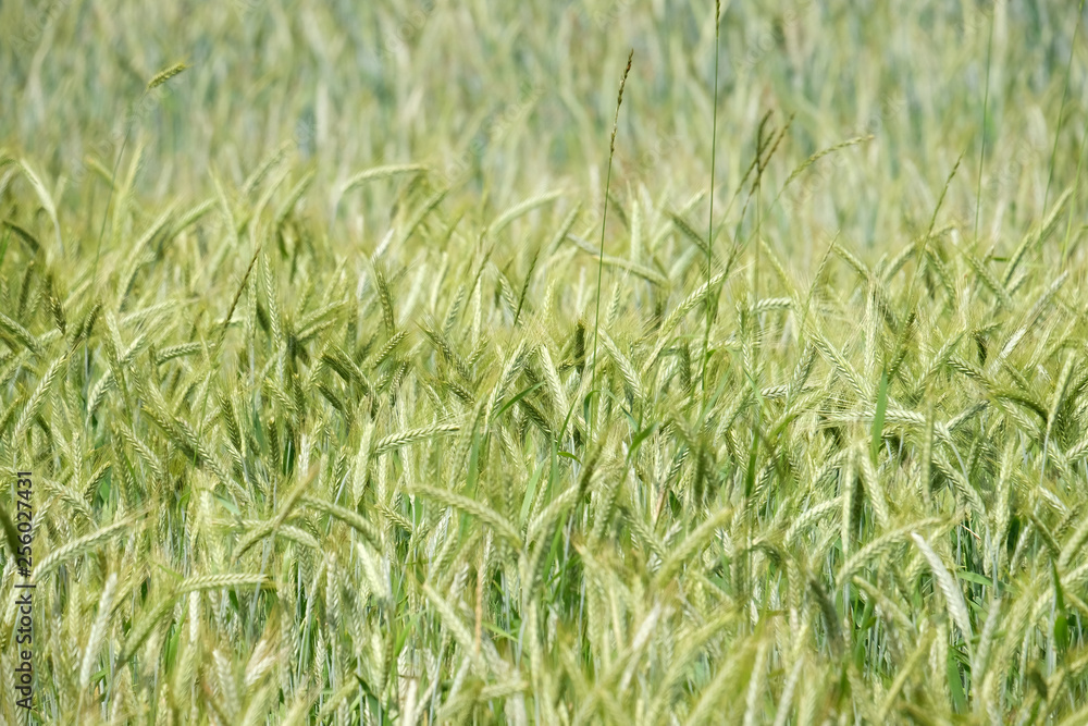 Field of wheat Field of wheat