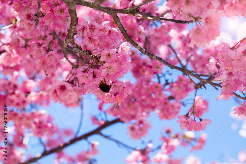 Taiwan cherry blossom season, Wuling Farm, Qianying Garden, blooming cherry blossoms Taiwan cherry blossom season, Wuling Farm, Qianying Garden, blooming cherry blossoms
