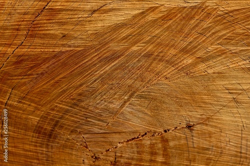 A close view on the grain and rings of the bottom of tree.
