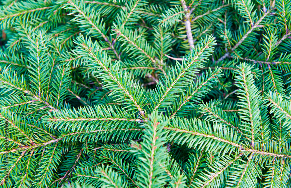 Green Christmas fir tree branches (background)