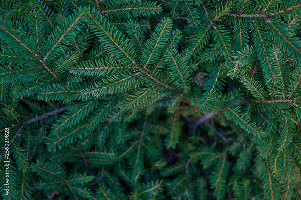Christmas fir tree branches (background) Christmas fir tree branches (background)