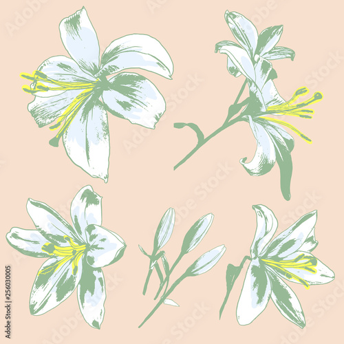 Vector set of White Lily flowers © Dos Gatos Studio