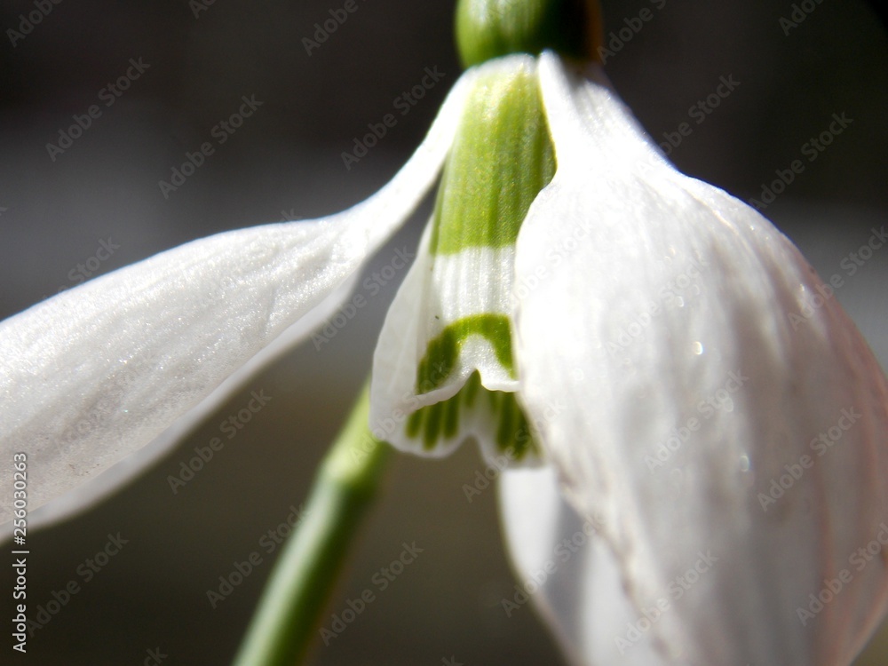 Obraz premium Snowdrop in the spring