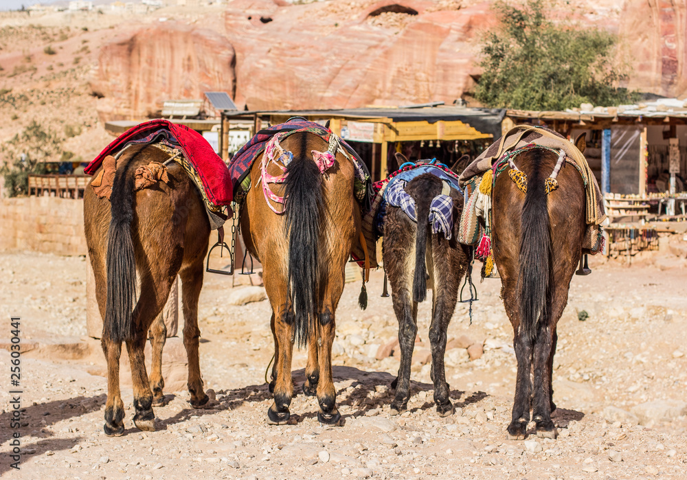 Naklejka premium Donkey asses funny animal photography scene in desert Middle East outdoor natural environment 