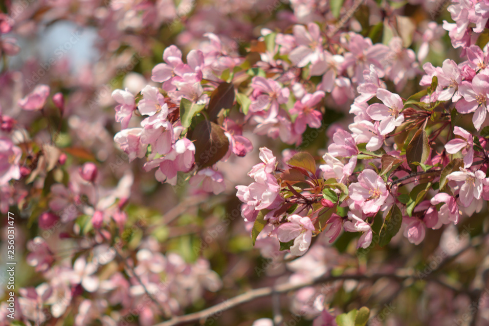 Garden of Eden with blooming apple trees - closeup. Garden of Eden with blooming apple trees - closeup.