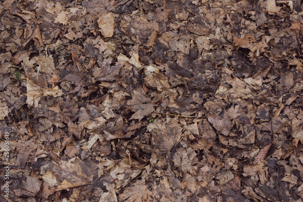 fallen leaves on the ground texture